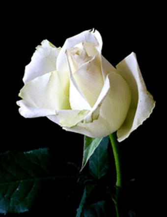 Sabrina Michelle Lieb-Smith Obituary
