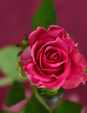 Bobbie J Bruner Obituary